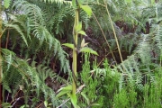 <strong>Rubiaceae - Danais fragrans - (Lam.) Pers.</strong><br />© Perroud Annaïg