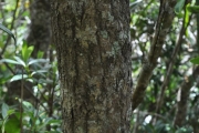 <strong>Rubiaceae - Danais fragrans - (Lam.) Pers.</strong><br />© Sarrailh Jean-Michel / CIRAD
