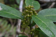 <strong>Rubiaceae - Danais fragrans - (Lam.) Pers.</strong><br />© Sarrailh Jean-Michel / CIRAD