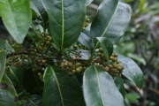 <strong>Rubiaceae - Danais fragrans - (Lam.) Pers.</strong><br />© Sarrailh Jean-Michel / CIRAD