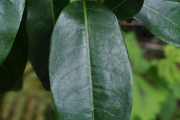 <strong>Rubiaceae - Danais fragrans - (Lam.) Pers.</strong><br />© Sarrailh Jean-Michel / CIRAD