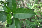 <strong>Rubiaceae - Danais fragrans - (Lam.) Pers.</strong><br />© Sarrailh Jean-Michel / CIRAD