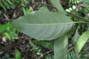 <strong>Rubiaceae - Danais fragrans - (Lam.) Pers.</strong><br />© Sarrailh Jean-Michel / CIRAD