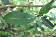 <strong>Rubiaceae - Danais fragrans - (Lam.) Pers.</strong><br />© Sarrailh Jean-Michel / CIRAD