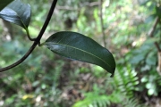 <strong>Rubiaceae - Danais fragrans - (Lam.) Pers.</strong><br />© Sarrailh Jean-Michel / CIRAD