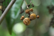 <strong>Rubiaceae - Danais fragrans - (Lam.) Pers.</strong><br />© Sarrailh Jean-Michel / CIRAD