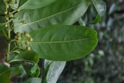 <strong>Rubiaceae - Danais fragrans - (Lam.) Pers.</strong><br />© Sarrailh Jean-Michel / CIRAD