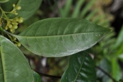 <strong>Rubiaceae - Danais fragrans - (Lam.) Pers.</strong><br />© Sarrailh Jean-Michel / CIRAD