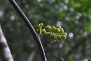 <strong>Rubiaceae - Danais fragrans - (Lam.) Pers.</strong><br />© Sarrailh Jean-Michel / CIRAD