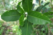 <strong>Rubiaceae - Danais fragrans - (Lam.) Pers.</strong><br />© Sarrailh Jean-Michel / CIRAD