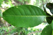 <strong>Rubiaceae - Danais fragrans - (Lam.) Pers.</strong><br />© Sarrailh Jean-Michel / CIRAD
