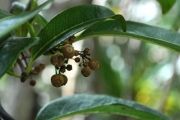 <strong>Rubiaceae - Danais fragrans - (Lam.) Pers.</strong><br />© Sarrailh Jean-Michel / CIRAD