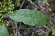 <strong>Rubiaceae - Danais fragrans - (Lam.) Pers.</strong><br />© Sarrailh Jean-Michel / CIRAD