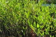 <strong>Sapindaceae - Dodonaea viscosa - (L.) Jacq.</strong><br />© Sarrailh Jean-Michel / CIRAD