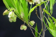<strong>Sapindaceae - Dodonaea viscosa - (L.) Jacq.</strong><br />© Sarrailh Jean-Michel / CIRAD