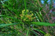 <strong>Sapindaceae - Dodonaea viscosa - (L.) Jacq.</strong><br />© Sarrailh Jean-Michel / CIRAD