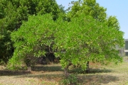 <strong>Sapindaceae - Dodonaea viscosa - (L.) Jacq.</strong><br />© Sarrailh Jean-Michel / CIRAD
