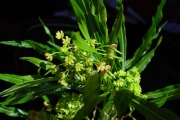 <strong>Sapindaceae - Dodonaea viscosa - (L.) Jacq.</strong><br />© Sarrailh Jean-Michel / CIRAD