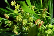<strong>Sapindaceae - Dodonaea viscosa - (L.) Jacq.</strong><br />© Sarrailh Jean-Michel / CIRAD