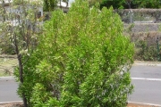 <strong>Sapindaceae - Dodonaea viscosa - (L.) Jacq.</strong><br />© Sarrailh Jean-Michel / CIRAD