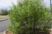 <strong>Sapindaceae - Dodonaea viscosa - (L.) Jacq.</strong><br />© Sarrailh Jean-Michel / CIRAD