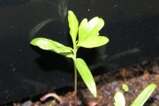 <strong>Sapindaceae - Dodonaea viscosa - (L.) Jacq.</strong><br />© Sarrailh Jean-Michel / CIRAD
