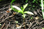 <strong>Sapindaceae - Dodonaea viscosa - (L.) Jacq.</strong><br />© Sarrailh Jean-Michel / CIRAD