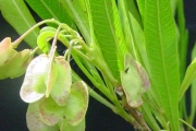 <strong>Sapindaceae - Dodonaea viscosa - (L.) Jacq.</strong><br />© Sarrailh Jean-Michel / CIRAD