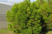 <strong>Sapindaceae - Dodonaea viscosa - (L.) Jacq.</strong><br />© Sarrailh Jean-Michel / CIRAD