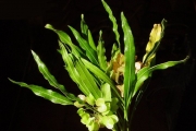 <strong>Sapindaceae - Dodonaea viscosa - (L.) Jacq.</strong><br />© Sarrailh Jean-Michel / CIRAD
