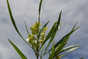 <strong>Sapindaceae - Dodonaea viscosa - (L.) Jacq.</strong><br />© Sarrailh Jean-Michel / CIRAD