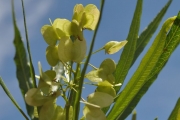 <strong>Sapindaceae - Dodonaea viscosa - (L.) Jacq.</strong><br />© Sarrailh Jean-Michel / CIRAD