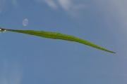 <strong>Sapindaceae - Dodonaea viscosa - (L.) Jacq.</strong><br />© Sarrailh Jean-Michel / CIRAD