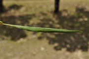 <strong>Sapindaceae - Dodonaea viscosa - (L.) Jacq.</strong><br />© Sarrailh Jean-Michel / CIRAD