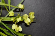 <strong>Sapindaceae - Dodonaea viscosa - (L.) Jacq.</strong><br />© Sarrailh Jean-Michel / CIRAD