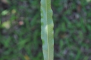 <strong>Sapindaceae - Dodonaea viscosa - (L.) Jacq.</strong><br />© Sarrailh Jean-Michel / CIRAD