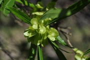 <strong>Sapindaceae - Dodonaea viscosa - (L.) Jacq.</strong><br />© Sarrailh Jean-Michel / CIRAD