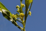 <strong>Sapindaceae - Dodonaea viscosa - (L.) Jacq.</strong><br />© Sarrailh Jean-Michel / CIRAD