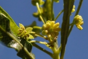 <strong>Sapindaceae - Dodonaea viscosa - (L.) Jacq.</strong><br />© Sarrailh Jean-Michel / CIRAD