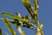 <strong>Sapindaceae - Dodonaea viscosa - (L.) Jacq.</strong><br />© Sarrailh Jean-Michel / CIRAD