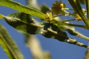 <strong>Sapindaceae - Dodonaea viscosa - (L.) Jacq.</strong><br />© Sarrailh Jean-Michel / CIRAD