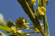 <strong>Sapindaceae - Dodonaea viscosa - (L.) Jacq.</strong><br />© Sarrailh Jean-Michel / CIRAD