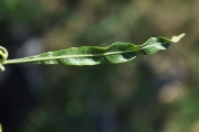 <strong>Sapindaceae - Dodonaea viscosa - (L.) Jacq.</strong><br />© Sarrailh Jean-Michel / CIRAD