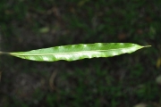 <strong>Sapindaceae - Dodonaea viscosa - (L.) Jacq.</strong><br />© Sarrailh Jean-Michel / CIRAD
