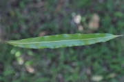 <strong>Sapindaceae - Dodonaea viscosa - (L.) Jacq.</strong><br />© Sarrailh Jean-Michel / CIRAD