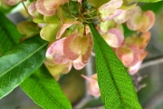 <strong>Sapindaceae - Dodonaea viscosa - (L.) Jacq.</strong><br />© Sarrailh Jean-Michel / CIRAD