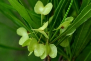 <strong>Sapindaceae - Dodonaea viscosa - (L.) Jacq.</strong><br />© Sarrailh Jean-Michel / CIRAD