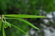 <strong>Sapindaceae - Dodonaea viscosa - (L.) Jacq.</strong><br />© Sarrailh Jean-Michel / CIRAD