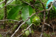 <strong>Ebenaceae - Diospyros borbonica - I.Richardson</strong><br />© Sarrailh Jean-Michel / CIRAD
