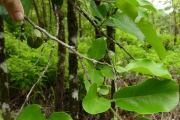 <strong>Ebenaceae - Diospyros borbonica - I.Richardson</strong><br />© Sarrailh Jean-Michel / CIRAD